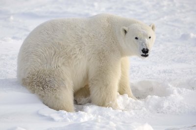 Bear, Polar-110607-Churchill Wildlife Mgmt Area, Manitoba, Canada-#0258.jpg