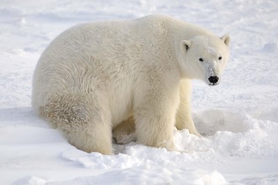 Bear, Polar-110607-Churchill Wildlife Mgmt Area, Manitoba, Canada-#0269.jpg