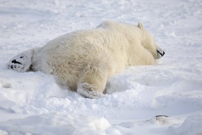 Bear, Polar-110607-Churchill Wildlife Mgmt Area, Manitoba, Canada-#0272.jpg