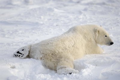 Bear, Polar-110607-Churchill Wildlife Mgmt Area, Manitoba, Canada-#0302.jpg