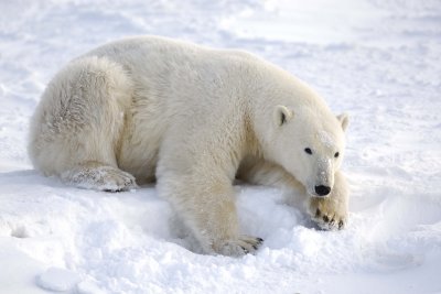 Bear, Polar-110607-Churchill Wildlife Mgmt Area, Manitoba, Canada-#0331.jpg