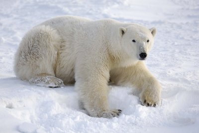 Bear, Polar-110607-Churchill Wildlife Mgmt Area, Manitoba, Canada-#0342.jpg