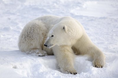 Bear, Polar-110607-Churchill Wildlife Mgmt Area, Manitoba, Canada-#0356.jpg