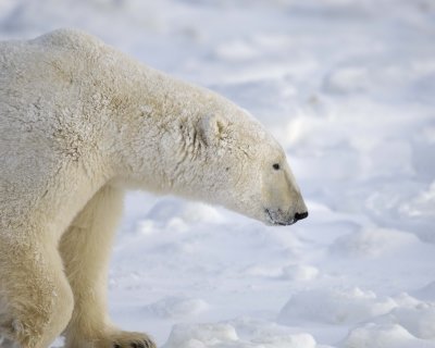 Bear, Polar-110607-Churchill Wildlife Mgmt Area, Manitoba, Canada-#0361.jpg