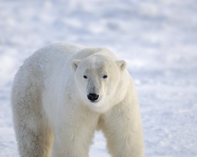 Bear, Polar-110607-Churchill Wildlife Mgmt Area, Manitoba, Canada-#0371.jpg