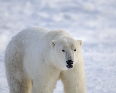 Bear, Polar-110607-Churchill Wildlife Mgmt Area, Manitoba, Canada-#0373.jpg