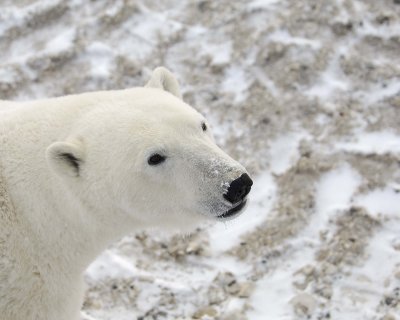 Bear, Polar-110607-Churchill Wildlife Mgmt Area, Manitoba, Canada-#0578.jpg