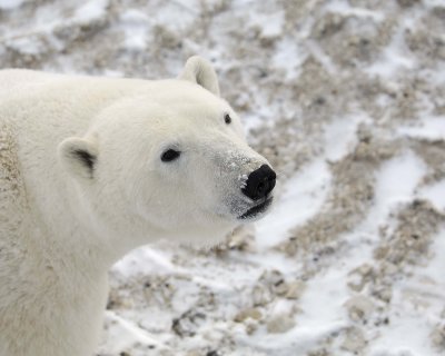 Bear, Polar-110607-Churchill Wildlife Mgmt Area, Manitoba, Canada-#0579.jpg