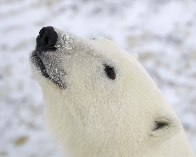 Bear, Polar-110607-Churchill Wildlife Mgmt Area, Manitoba, Canada-#0593.jpg