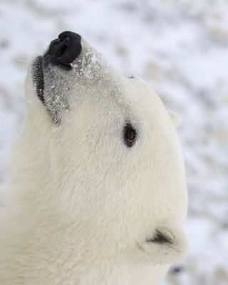 Bear, Polar-110607-Churchill Wildlife Mgmt Area, Manitoba, Canada-#0594.jpg