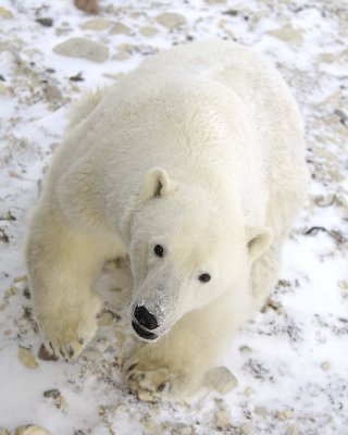 Bear, Polar-110607-Churchill Wildlife Mgmt Area, Manitoba, Canada-#0597.jpg