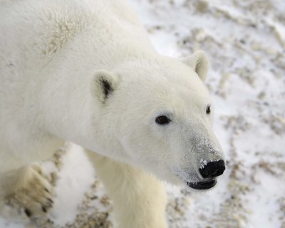 Bear, Polar-110607-Churchill Wildlife Mgmt Area, Manitoba, Canada-#0600.jpg
