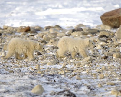 Bear, Polar, 2 Cubs-110407-Churchill Wildlife Mgmt Area, Manitoba, Canada-#0198.jpg
