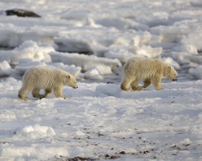 Bear, Polar, 2 Cubs-110407-Churchill Wildlife Mgmt Area, Manitoba, Canada-#0276.jpg