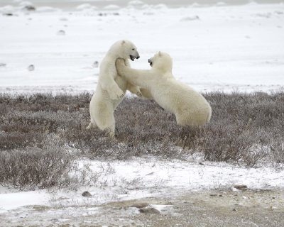 Bear, Polar, 2 Sparring-110307-Churchill Wildlife Mgmt Area, Manitoba, Canada-#0657.jpg
