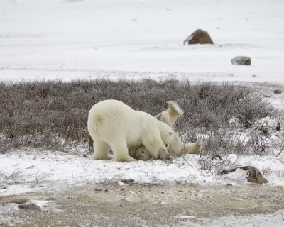 Bear, Polar, 2 Sparring-110307-Churchill Wildlife Mgmt Area, Manitoba, Canada-#0663.jpg