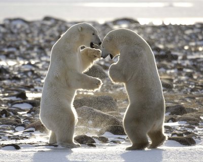 Bear, Polar, 2 sparring, backlit-110507-Churchill Wildlife Mgmt Area, Manitoba, Canada-#0143.jpg