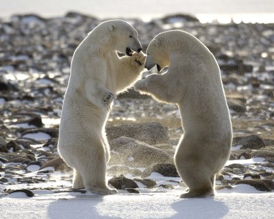 Bear, Polar, 2 sparring, backlit-110507-Churchill Wildlife Mgmt Area, Manitoba, Canada-#0144.jpg
