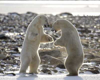 Bear, Polar, 2 sparring, backlit-110507-Churchill Wildlife Mgmt Area, Manitoba, Canada-#0146.jpg