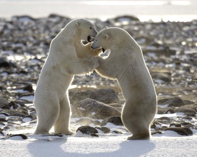 Bear, Polar, 2 sparring, backlit-110507-Churchill Wildlife Mgmt Area, Manitoba, Canada-#0148.jpg