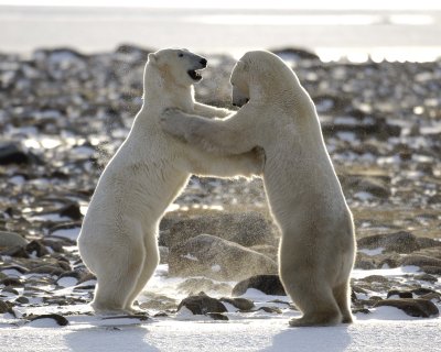 Bear, Polar, 2 sparring, backlit-110507-Churchill Wildlife Mgmt Area, Manitoba, Canada-#0151.jpg