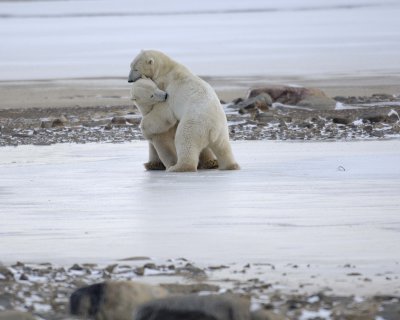 Bear, Polar, 2 sparring, backlit-110507-Churchill Wildlife Mgmt Area, Manitoba, Canada-#0203.jpg