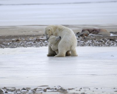 Bear, Polar, 2 sparring, backlit-110507-Churchill Wildlife Mgmt Area, Manitoba, Canada-#0211.jpg