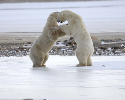 Bear, Polar, 2 sparring, backlit-110507-Churchill Wildlife Mgmt Area, Manitoba, Canada-#0219.jpg
