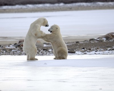 Bear, Polar, 2 sparring, backlit-110507-Churchill Wildlife Mgmt Area, Manitoba, Canada-#0234.jpg