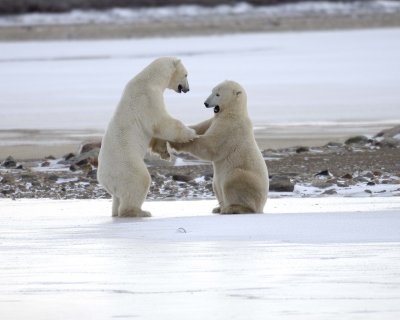 Bear, Polar, 2 sparring, backlit-110507-Churchill Wildlife Mgmt Area, Manitoba, Canada-#0236.jpg