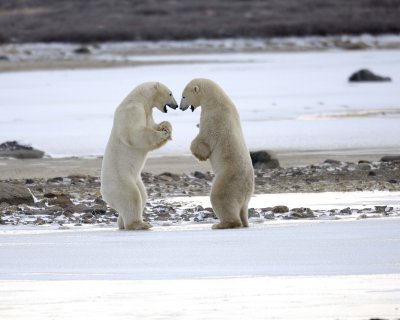 Bear, Polar, 2 sparring, backlit-110507-Churchill Wildlife Mgmt Area, Manitoba, Canada-#0252.jpg