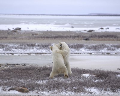 Bear, Polar, 2 sparring-110307-Churchill Wildlife Mgmt Area, Manitoba, Canada-#0058.jpg