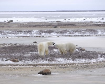 Bear, Polar, 2 sparring-110307-Churchill Wildlife Mgmt Area, Manitoba, Canada-#0060.jpg