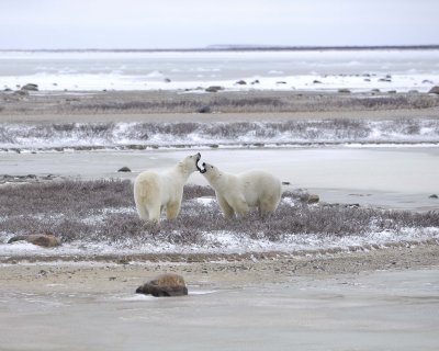 Bear, Polar, 2 sparring-110307-Churchill Wildlife Mgmt Area, Manitoba, Canada-#0062.jpg