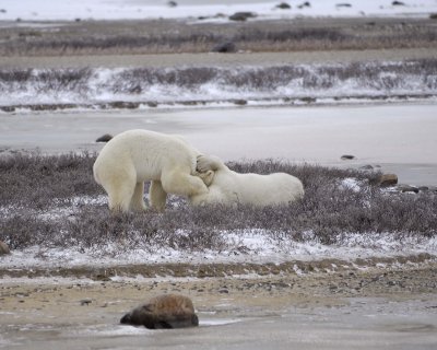 Bear, Polar, 2 sparring-110307-Churchill Wildlife Mgmt Area, Manitoba, Canada-#0081.jpg