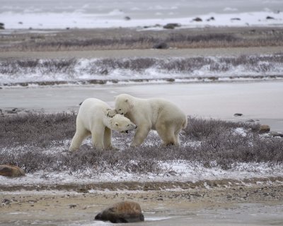 Bear, Polar, 2 sparring-110307-Churchill Wildlife Mgmt Area, Manitoba, Canada-#0086.jpg