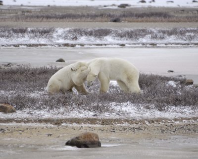 Bear, Polar, 2 sparring-110307-Churchill Wildlife Mgmt Area, Manitoba, Canada-#0113.jpg
