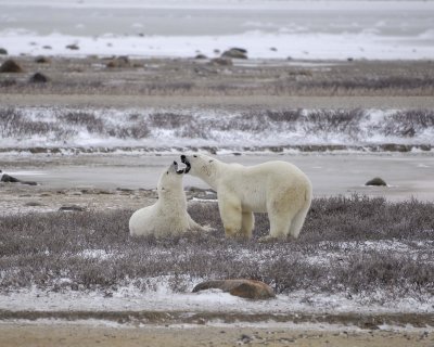 Bear, Polar, 2 sparring-110307-Churchill Wildlife Mgmt Area, Manitoba, Canada-#0142.jpg