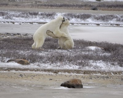 Bear, Polar, 2 sparring-110307-Churchill Wildlife Mgmt Area, Manitoba, Canada-#0150.jpg