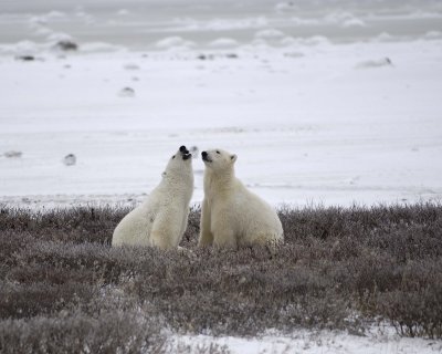 Bear, Polar, 2 sparring-110307-Churchill Wildlife Mgmt Area, Manitoba, Canada-#0207.jpg