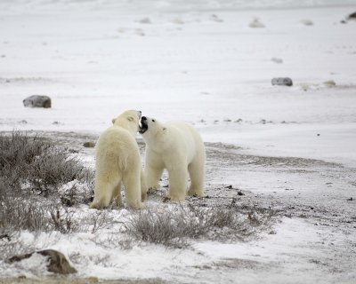 Bear, Polar, 2 sparring-110307-Churchill Wildlife Mgmt Area, Manitoba, Canada-#0209.jpg