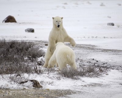 Bear, Polar, 2 sparring-110307-Churchill Wildlife Mgmt Area, Manitoba, Canada-#0215.jpg