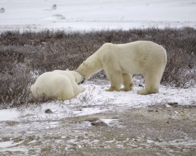 Bear, Polar, 2 sparring-110307-Churchill Wildlife Mgmt Area, Manitoba, Canada-#0232.jpg