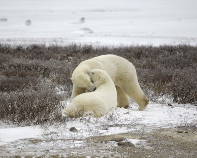 Bear, Polar, 2 sparring-110307-Churchill Wildlife Mgmt Area, Manitoba, Canada-#0567.jpg