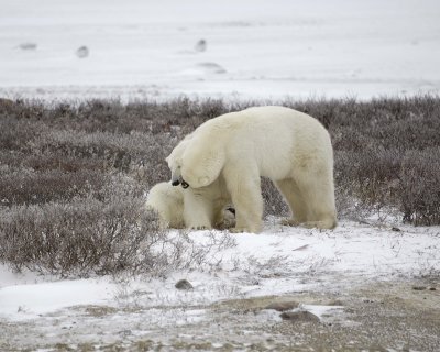 Bear, Polar, 2 sparring-110307-Churchill Wildlife Mgmt Area, Manitoba, Canada-#0578.jpg