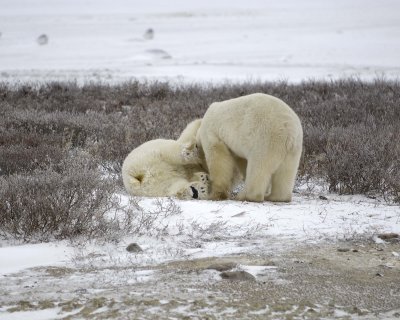 Bear, Polar, 2 sparring-110307-Churchill Wildlife Mgmt Area, Manitoba, Canada-#0583.jpg