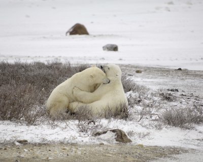 Bear, Polar, 2 sparring-110307-Churchill Wildlife Mgmt Area, Manitoba, Canada-#0586.jpg