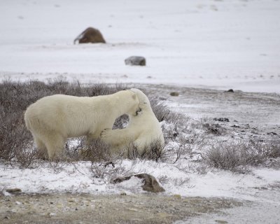 Bear, Polar, 2 sparring-110307-Churchill Wildlife Mgmt Area, Manitoba, Canada-#0589.jpg
