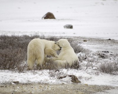 Bear, Polar, 2 sparring-110307-Churchill Wildlife Mgmt Area, Manitoba, Canada-#0594.jpg