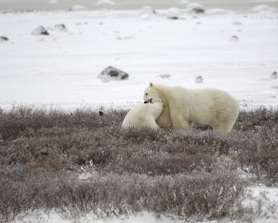 Bear, Polar, 2 sparring-110307-Churchill Wildlife Mgmt Area, Manitoba, Canada-#0601.jpg